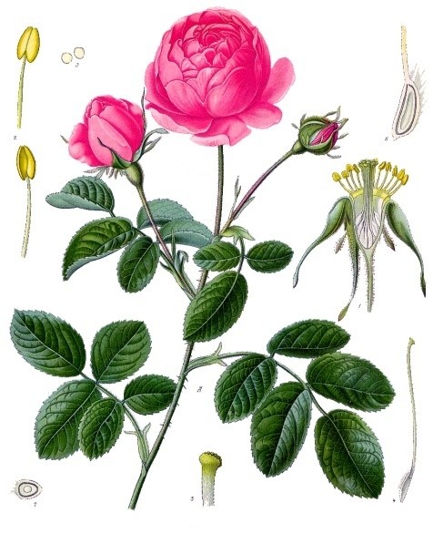 玫瑰花材